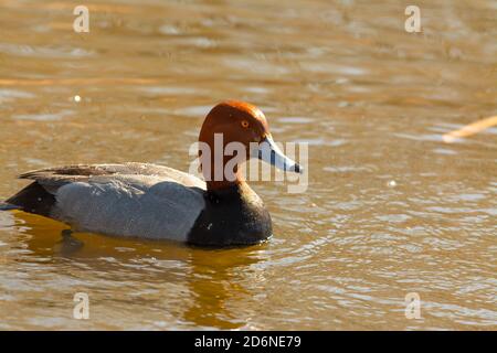 Eine männliche Rotschopf-Ente, Aythya americana, schwimmt in einem Feuchtgebiet in Zentral-Alberta, Kanada Stockfoto