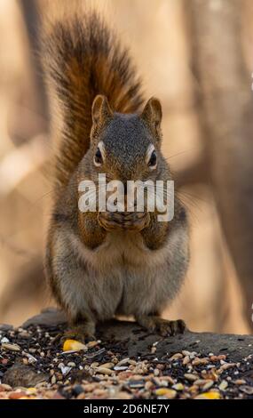 Ein amerikanisches rotes Eichhörnchen, Tamiasciurus hudsonicus, das sich von Samen ernährt, die für Vögel ausgestreut wurden, in Zentral-Alberta, Kanada Stockfoto