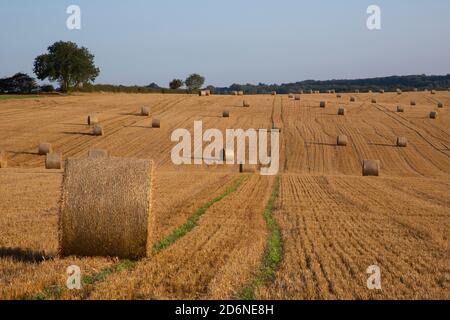 September 2020, Durham, Großbritannien. Ein Feld voller Heuballen während der Pandemie COVID-19. Stockfoto