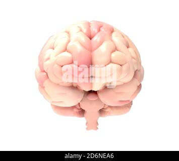 3D Gehirn Foto realistische Rendering in der Vorderansicht isoliert auf Weißer Hintergrund mit Beschneidungspfad zur Verwendung in jedem Hintergrund Stockfoto