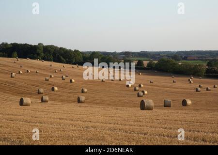 September 2020, Durham, Großbritannien. Ein Feld voller Heuballen während der Pandemie COVID-19. Stockfoto