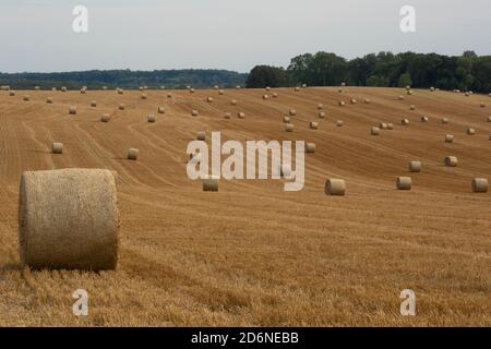 September 2020, Durham, Großbritannien. Ein Feld voller Heuballen während der Pandemie COVID-19. Stockfoto