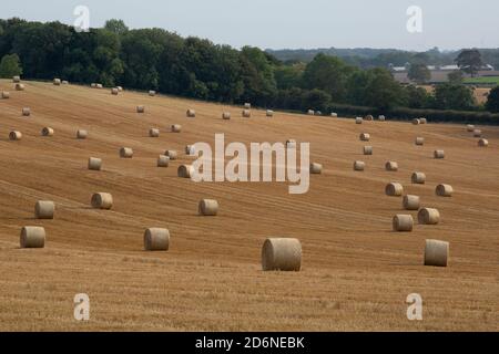 September 2020, Durham, Großbritannien. Ein Feld voller Heuballen während der Pandemie COVID-19. Stockfoto