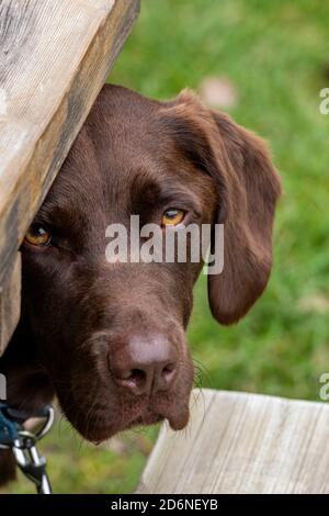 Ein Labradinger oder Springador Retriever Hund schaut frech um einen Baumstamm. Stockfoto