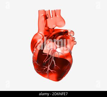 Transparente Menschlichen Anatomie Modell Glas Frau Deutsches Hygiene Museum Dresden Sachsen Deutschland Europa Stockfotografie Alamy