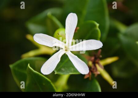 Carissa grandiflora ist auch als Carissa macrocarpa oder Natal Plum bekannt. Es ist ein Strauch aus Südafrika Stockfoto