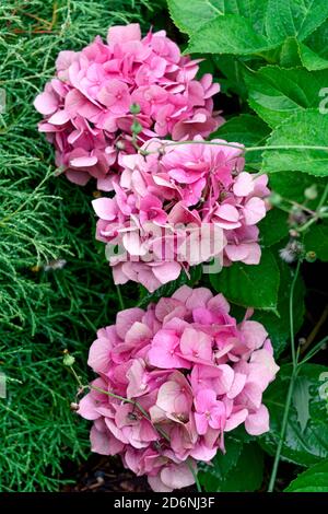 Drei Knospen Hortensien mit rosa Blüten und grünen Blättern. Stockfoto