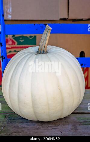 Ein weißer Kürbis wird auf dem McKenzie Farm Market in Fairhope, Alabama, ausgestellt. Weiße Kürbisse werden auch Albino-Kürbisse oder Geisterkürbisse genannt. Stockfoto