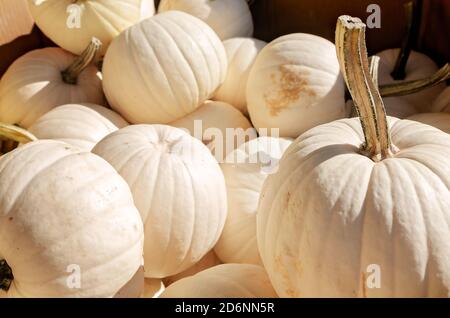 Weiße Kürbisse werden auf dem McKenzie Farm Market in Fairhope, Alabama, ausgestellt. Weiße Kürbisse werden auch Albino-Kürbisse oder Geisterkürbisse genannt. Stockfoto