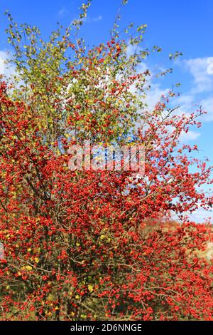 Rote Beeren auf Weißdorn Baum im Herbst Tag Stockfoto