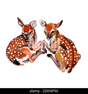 Zeichnung von zwei kleinen Hirschen, die nebeneinander liegen. Isoliert auf weißem Hintergrund. Bembi Aquarell. Stockfoto