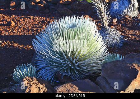 Haleakala Silversword Fern im April Stockfoto