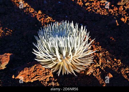 Haleakala Silversword Fern im April Stockfoto