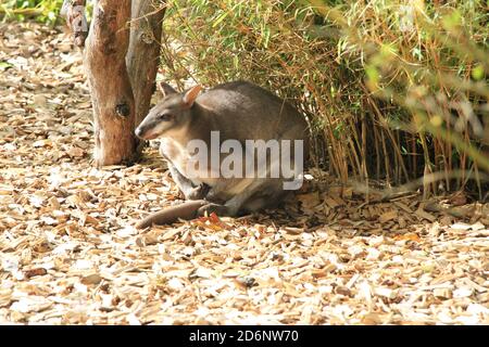 Dusky Pademelon im Chester Zoo Stockfoto