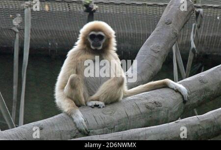 Silbrig Gibbon im Chester Zoo Stockfoto