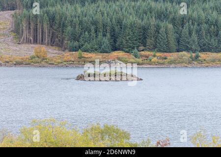 Loch Doon Castle wurde von den Bruce earls of Carrick in den späten 1200er Jahren gebaut. Es könnte von Robert the Bruce selbst gebaut worden sein. Stockfoto