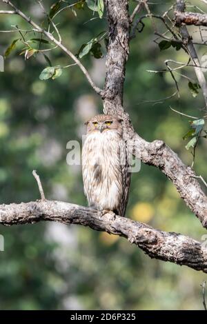 Indische Adlereule (Bubo bengalensis) Ist auf einem Zweig in den frühen Morgenstunden von gehockt Ein indischer Buschwald Stockfoto