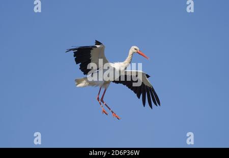 Ein Weißstorch (Ciconia ciconia) fliegend, Los Barrios, Andalusien, Spanien. Stockfoto