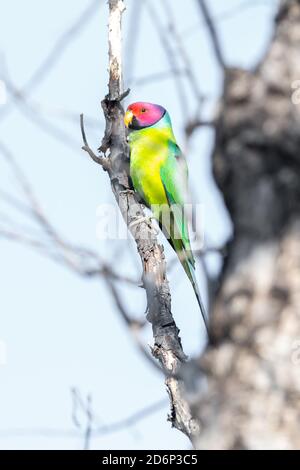 Pflaumensittich (Psittacula cyanocephala) Ist in einem Baum in Indien thront Stockfoto