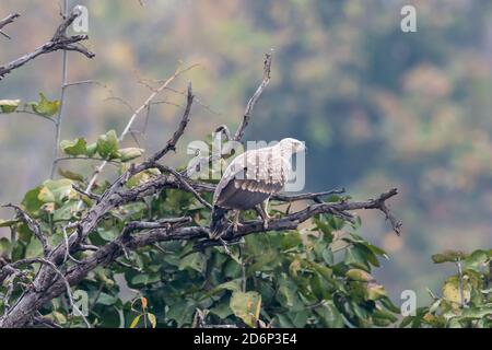 Rattenweihe (Circus melanoleucos) Ist in einem Baum in Indien thront Stockfoto