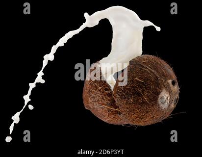 Kokosnuss mit Milchspritzer auf schwarzem Hintergrund. Stockfoto