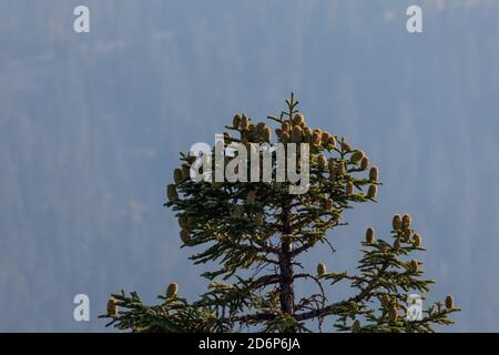 Eine hohe Höhe Shasta Fir Baum ist mit großen verziert Kegel wachsen aus den Zweigen mit einem Wald Hintergrund Und dicke rauchige Luft aus der Nähe Stockfoto