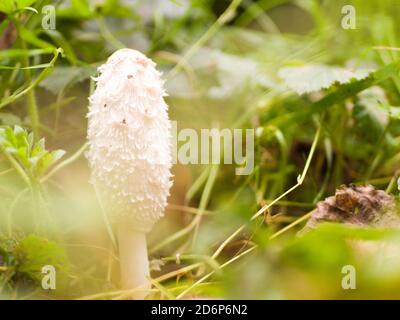 Junge Shaggy Inkcap oder Rechtsanwälte Perücke Pilz (Coprinus comatus) Northamptonshire, Großbritannien Stockfoto
