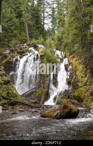 Das wunderschöne und wilde Wasser der National Creek Falls, wenn es über eine felsige Klippe im unberührten Wald der Southern Oregon Cascades rast. Stockfoto