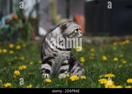 Liebenswert flauschig grau gestreiften schottischen Falte sitzen auf einer Wiese Stockfoto