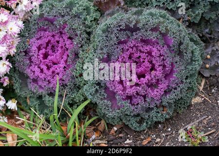 Purple Nagoya Red oder Nagoya Rose, Ornamental Flowering Kale, Brassica oleracea wächst draußen im Garten Stockfoto