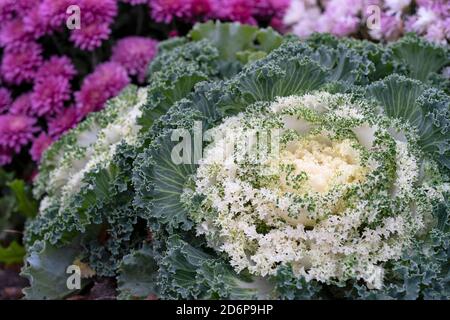 Weiß Ornamental blühende Grünkohl im Garten wachsen, Herbstblumen, Pflanzen, Stauden Brassica Oleracea Stockfoto