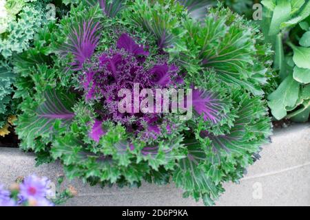 Purple oder Nagoya Red, Ornamental Flowering Kale, Brassica oleracea, die draußen im Garten wachsen Stockfoto