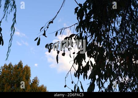 Baum verzweigt über dem Himmel Stockfoto