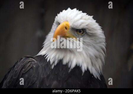 Weißkopfseeadler aus der Nähe Stockfoto