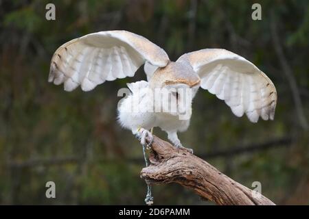 Scheune Eule auf Barsch sitzen und flattern Stockfoto