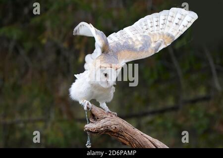 Scheune Eule auf Barsch sitzen und flattern Stockfoto