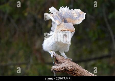 Scheune Eule auf Barsch sitzen und flattern Stockfoto