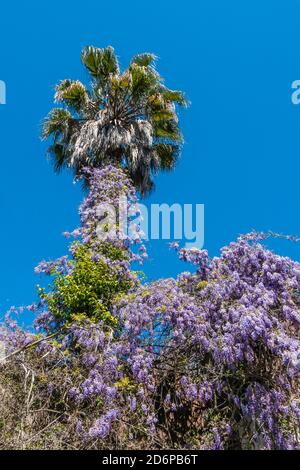 Eine schnell wachsende Wisteria Kletterpflanze, die eine Palme aufwächst. Stockfoto