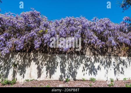 Fabaceae (Leguminosae), die zehn Arten von holzigen Kletterreben umfasst. Stockfoto