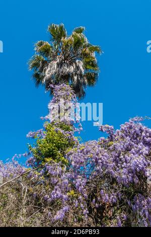 Eine schnell wachsende Wisteria Kletterpflanze, die eine Palme aufwächst. Stockfoto