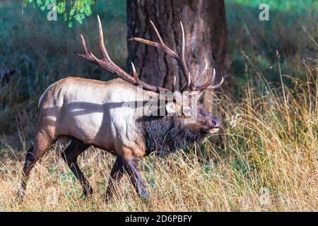 Große männliche Elche während der Rut-Saison im pazifik Nordwest Stockfoto