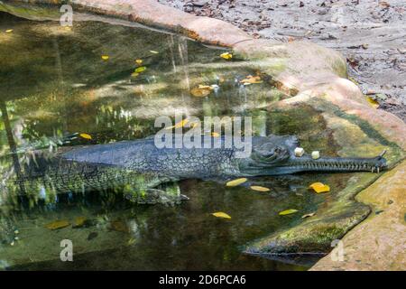 Der Gharial (Gavialis gangeticus) ruht am Teich mit Apfel am Maul. Es ist ein Krokodil aus der Familie Gavialidae, der im sandigen Süßwasser beheimatet ist Stockfoto