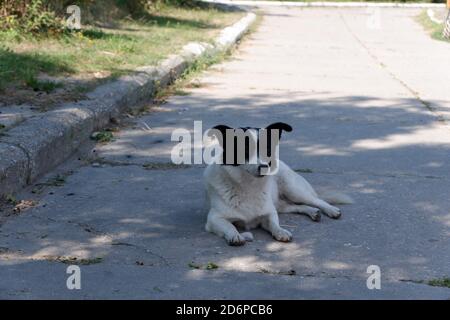 Straßenhund liegt auf der Straße Stockfoto