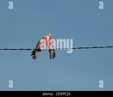 Küssende Cockies oder einfach nur ein Paar Galahs, zwei Vögel, Eolophus roseicapilla, rosa und graue Cockatoos, die auf einem Überkopfdraht sitzen Stockfoto