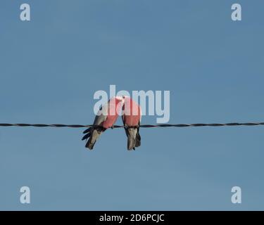 Küssende Cockies oder einfach nur ein Paar Galahs, zwei Vögel, Eolophus roseicapilla, rosa und graue Cockatoos, die auf einem Überkopfdraht sitzen Stockfoto