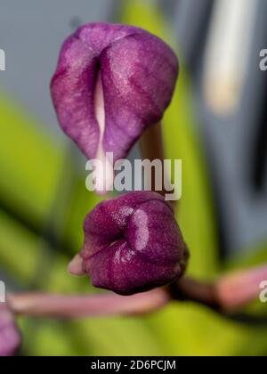 Blumen, Vanda Somsri Glory Blue Orchid Knospen, lila, glänzend und gerade erst zu blühen, subtropischer australischer Küstengarten Stockfoto