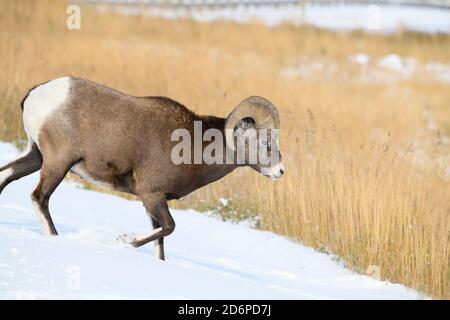 Ein männliches Dickhornschaf 'Orvis canadensis', zu Fuß einen Hügel im frischen Schnee in den Ausläufern der felsigen Berge hinunter Stockfoto