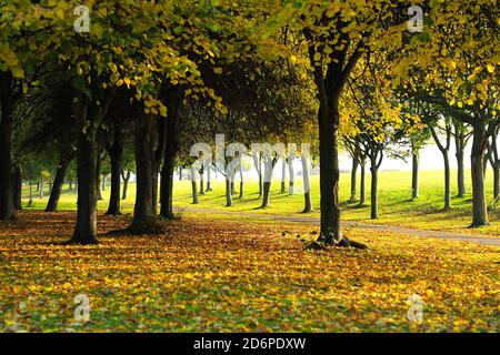 Dublin. Oktober 2020. Das Foto vom 18. Oktober 2020 zeigt die Herbstlandschaft in Dublin, Irland. Quelle: Xinhua/Alamy Live News Stockfoto