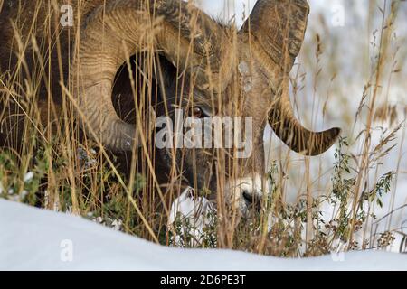 Nahaufnahme eines Dickhornrams 'Ovis canadensis' in Rocky Mountain, der nach einem herbstlichen Schneesturm im ländlichen Alberta Canada nach grüner Vegetation aufsuche. Stockfoto