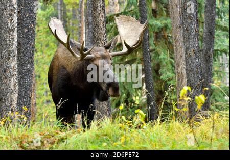 Ein Blick von vorne auf einen wilden Bullenelch "Alces Alces", der in seinem Waldhabitat im Jasper National Park in Alberta Canada nach vorne blickt. Stockfoto